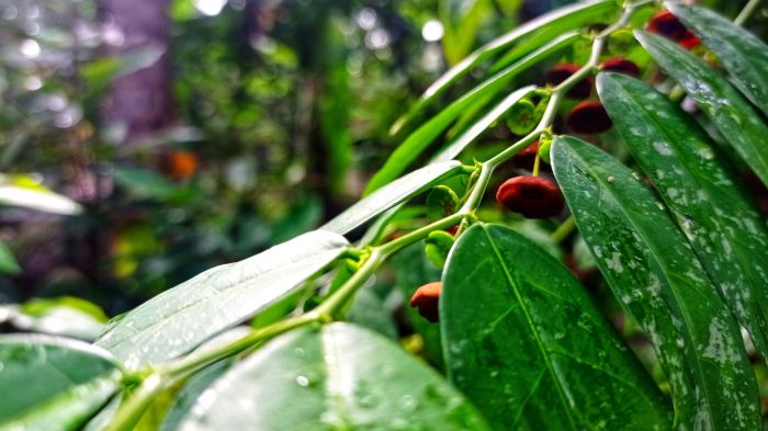 PURBABET 5 Manfaat Daun Katuk untuk Ibu Menyusui Menurut Sains